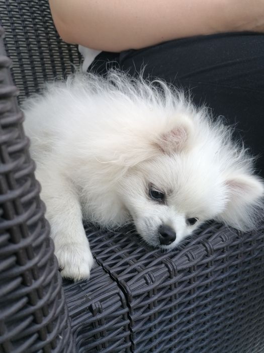 Pui pomeranian mascul
