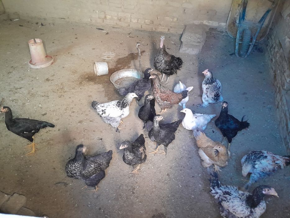 Товук ва хорозлар