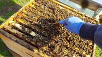 Vând Familii de albine