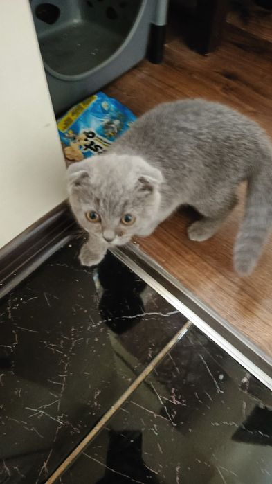 Scottish fold kittens. Скоттиш фолд (Шотландский кошка)
