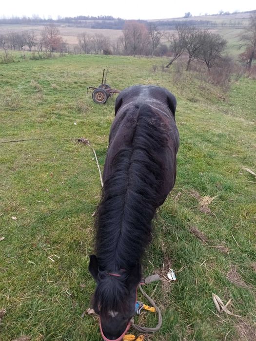 Iapă neagră  foarte buna la pădure