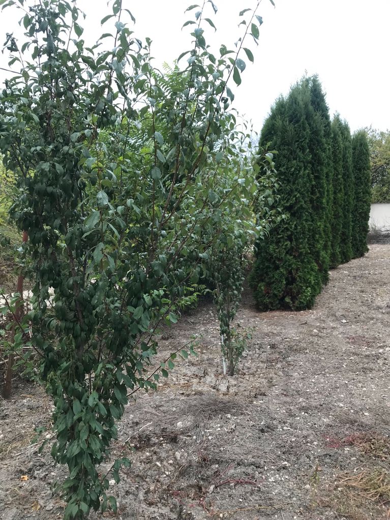 Продава се Къща в с. Крумово, Област Варна - 55 кв.м за 819 €/кв.м - Снимка #20