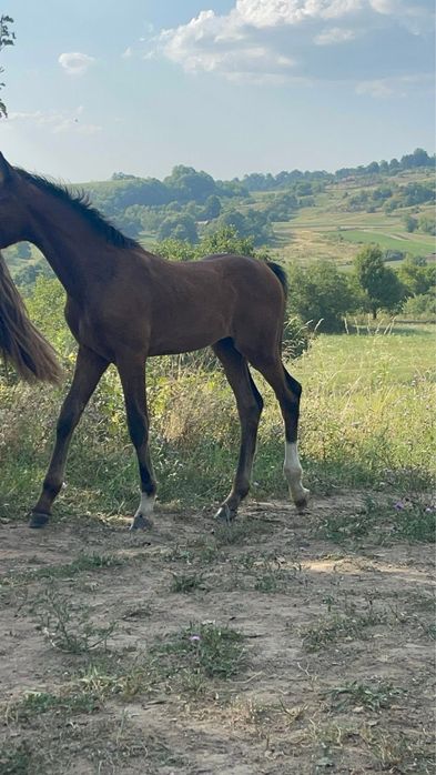 Manza Kwpn 4 luni din parinti cu pedigree