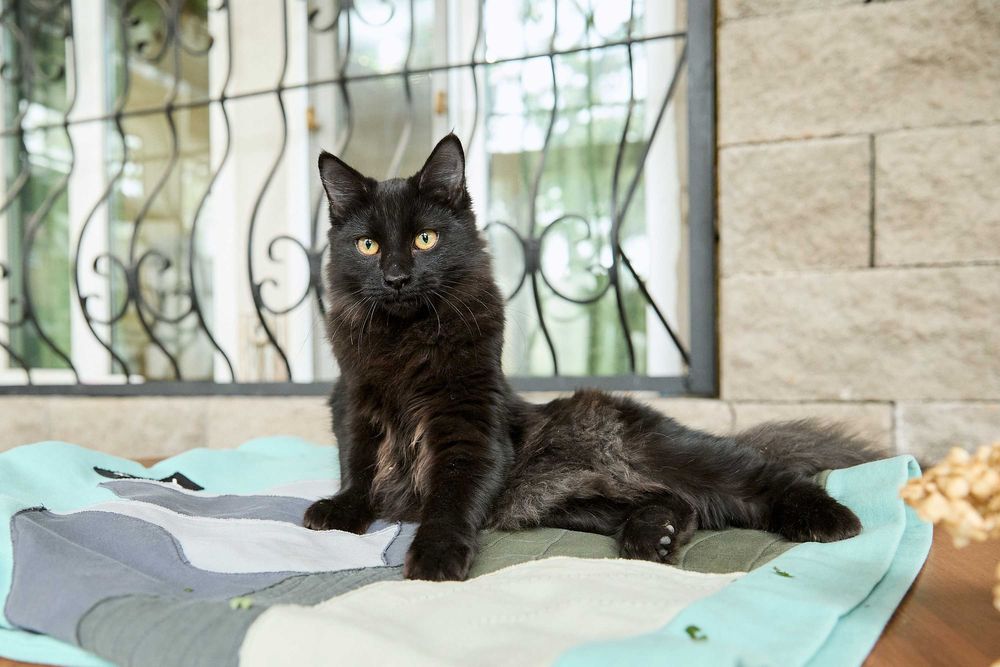 Пушистый котенок, 6 месяцев