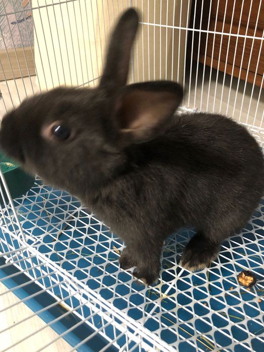 Срочно продам декоративный кролик