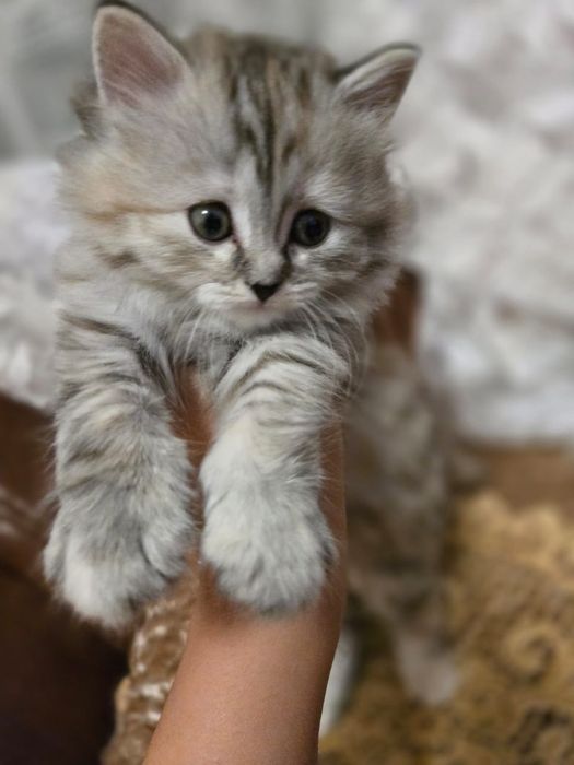 Породистые котята
