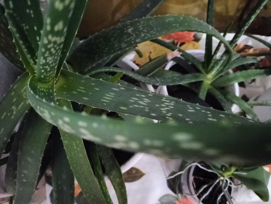 Растение Алое вера