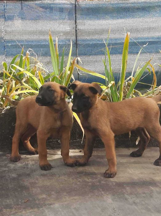 Белгийска овчарка Малиноа – малки кученца