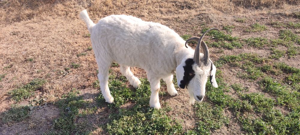 Echki 2 yoshar katta sarka