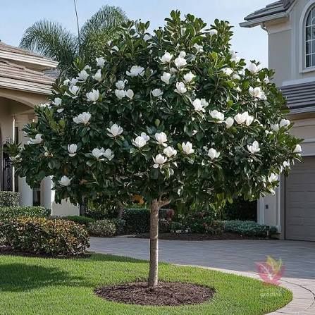 Magnolie grandi flora