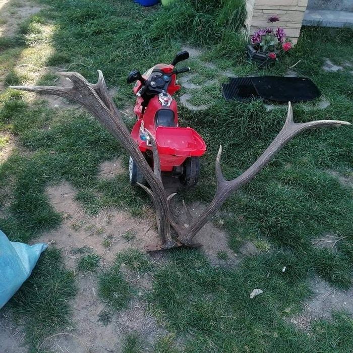 Рога на 9годишен лопатар