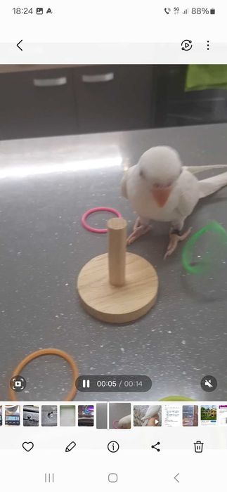 Vând Micul Alexandru Alb