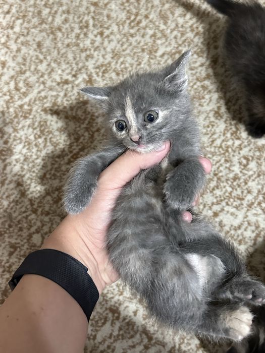 Отдам котят от сибирской кошки (6 недель, бесплатно)