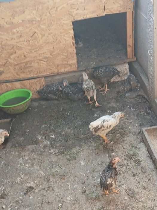 Pui de găină de vanzare