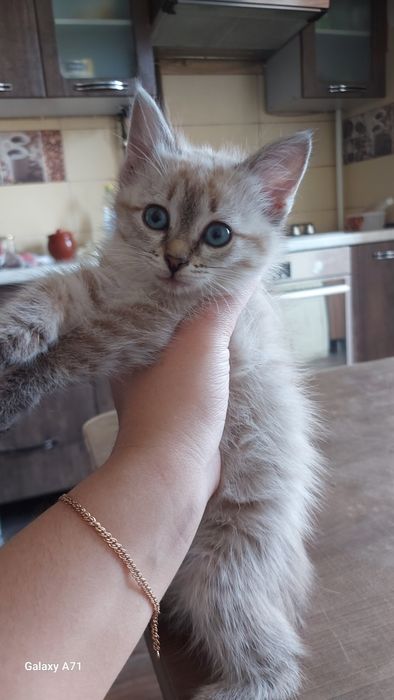 Киса в очень добрые руки