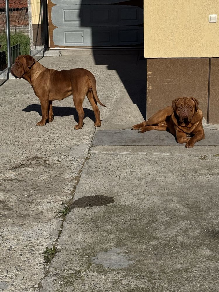 Дог от Бордо / Dogue de bordeaux