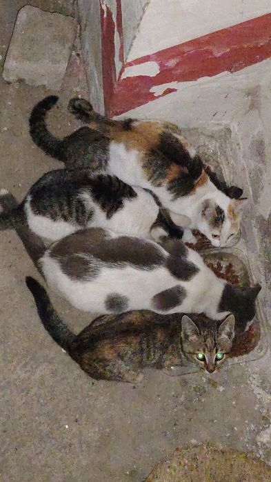 Отдам кошку с котятами