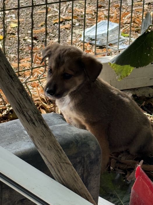 Catelusi pentru adoptie!