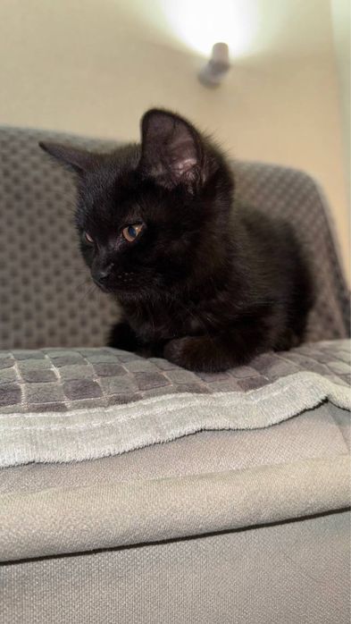 Котенок мальчик ищет добрых хозяев