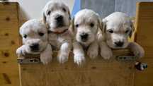 Pui de Golden Retriever cu Pedigree