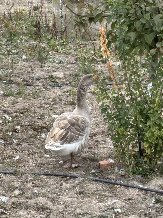Gaste de casa  varietatea crem
