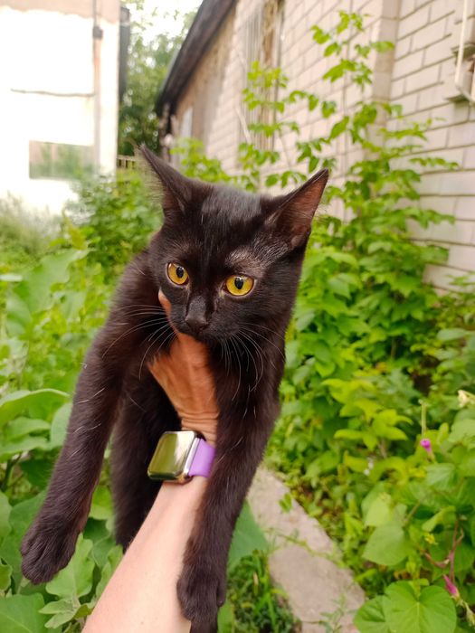 Отдам котенка девочку