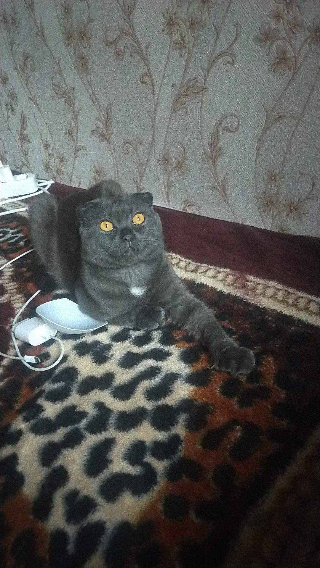 Ищу кошку для вязки