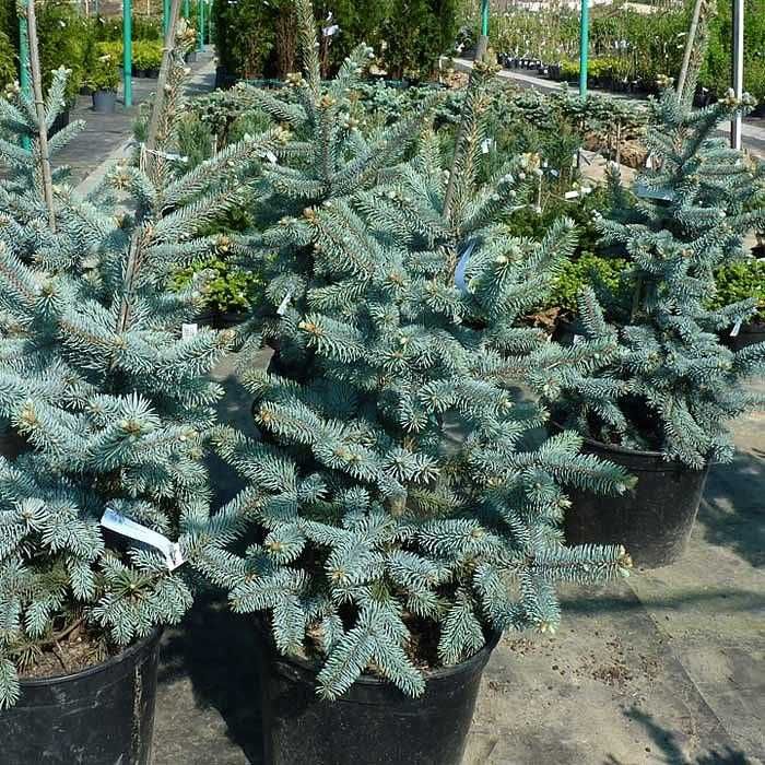 Саженцы сеянцы голубая ель ёлка можжевельник липа