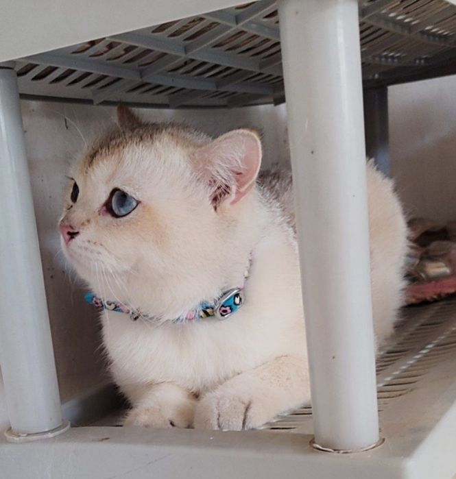 Vyazkaga qiz mushuklarni taklif qilamiz