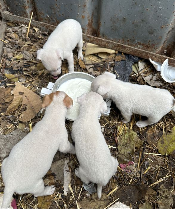 Джак ръсел 4 броя