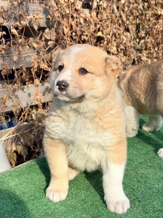 Алабай девочка (САО)