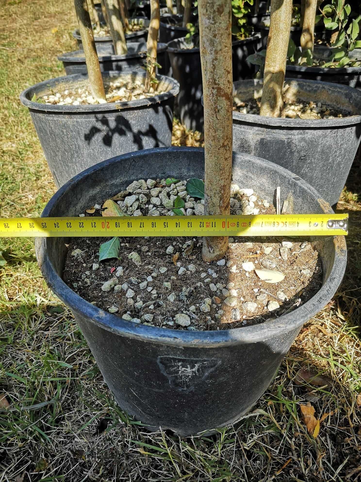 Индийски люляк (Lagerstroemia Indica)