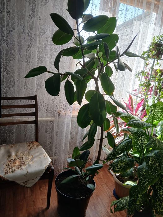 Продам фикус каучуканосный