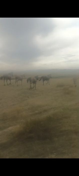 Ұрғашы тайлар обмен құнан дөнендерге