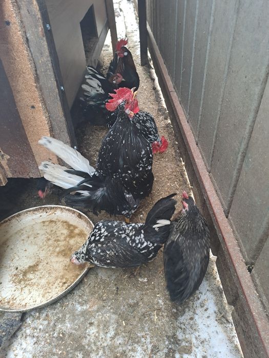 Găini pitice de anul trecut 5găini pitice și un cocoș