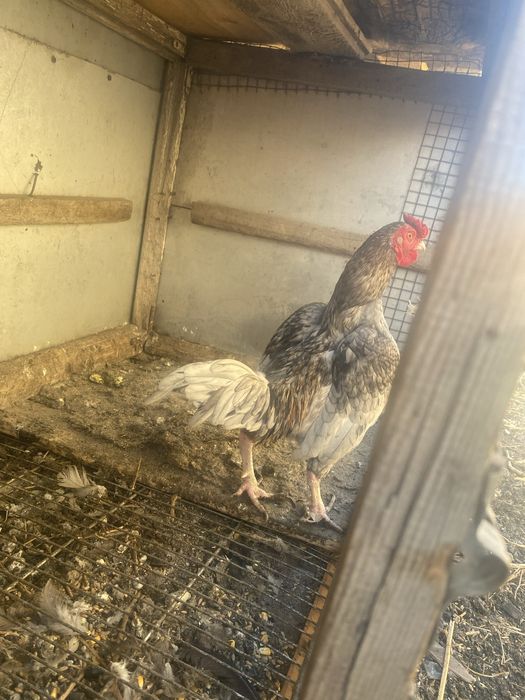 Ко шамо петушок 1