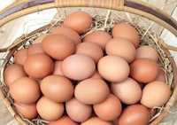 Продам  инкубационные домашние яйца