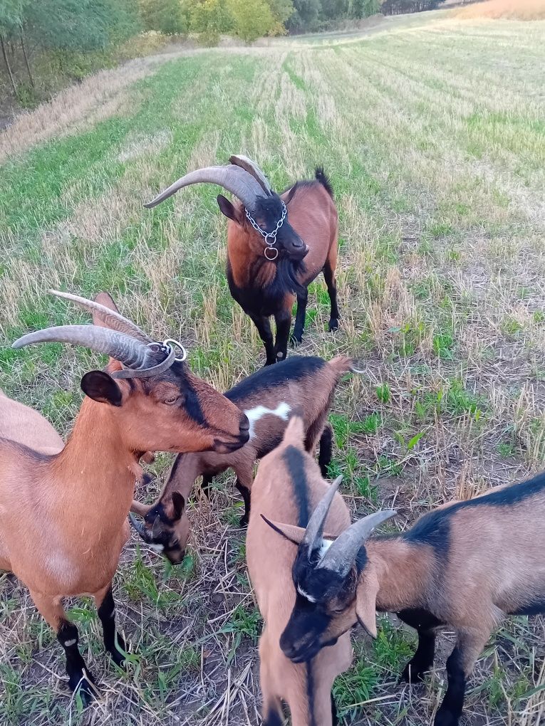 Vând  5 capre din rasa alpina franceza gestante toate