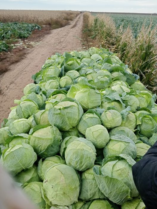 Vând Varză de Buzău