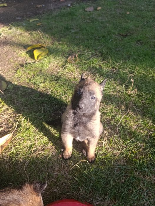 Чистокръвни малки белгийски овчарки Малинуа малионис