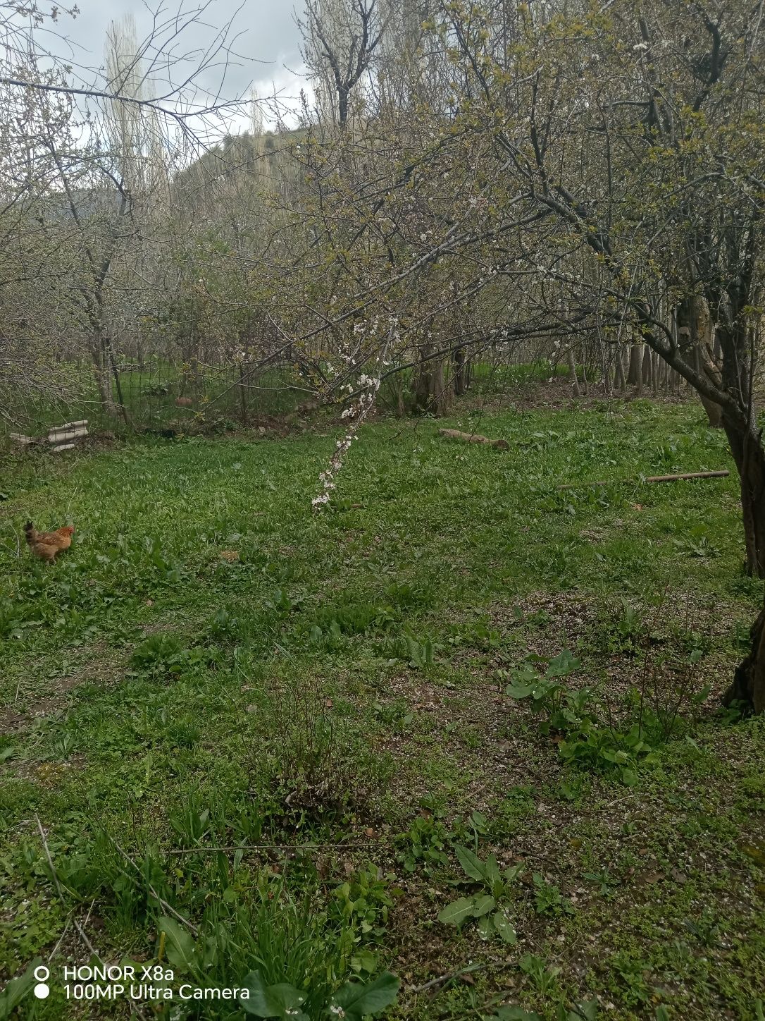 Sro‘chna sotiladi