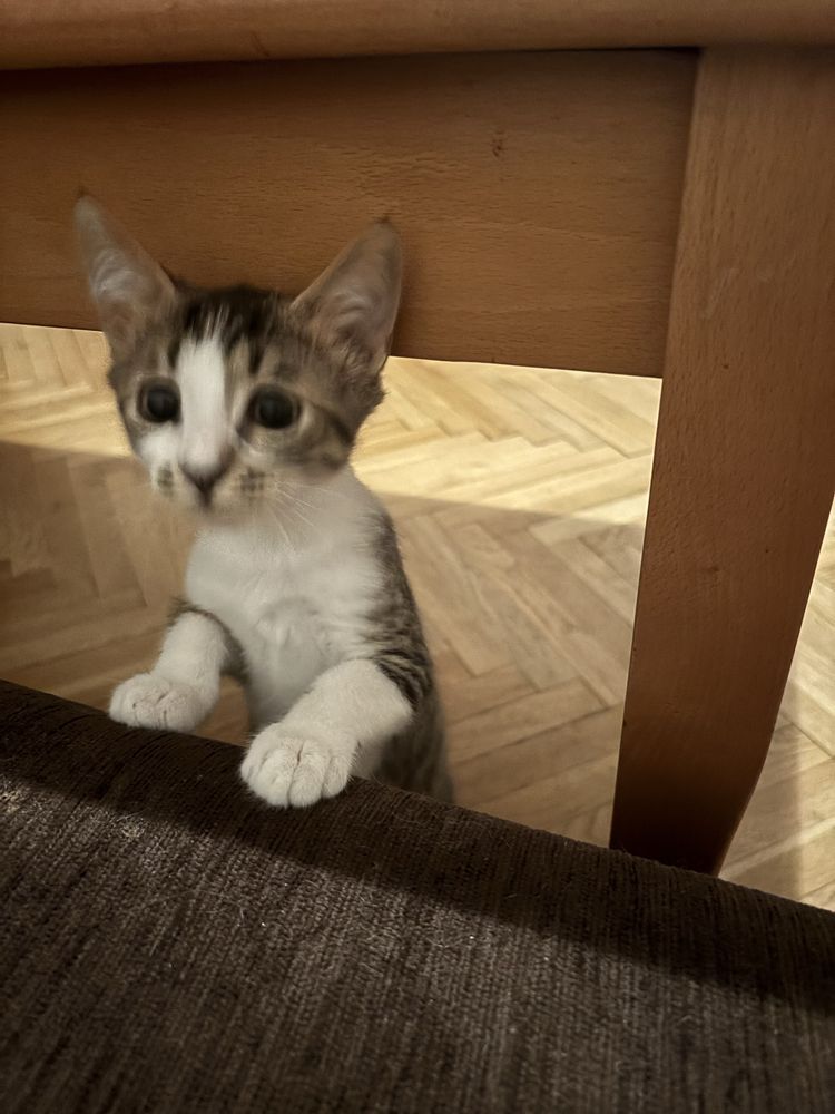 Две прекрасни котета си търсят дом