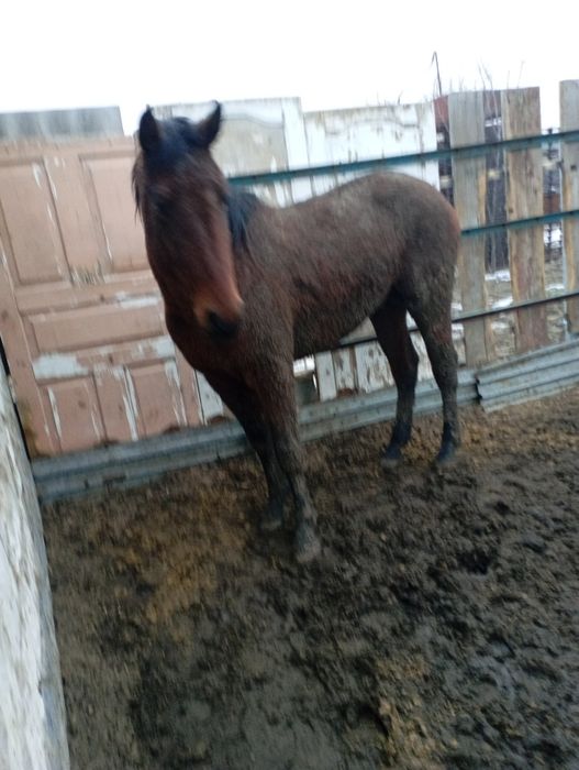 Продам жеребца полукровка