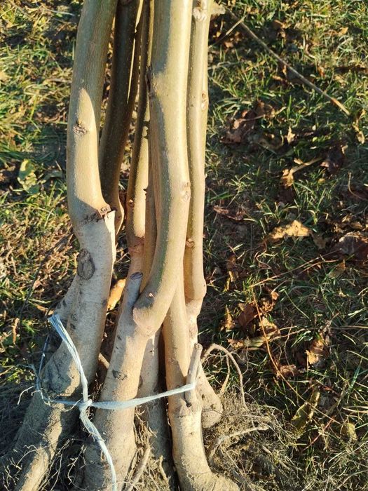Smochin pe Rod - Ușor de Întreținut, Ideal pentru Grădina Ta!