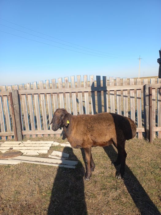 Чистый гисар .1жарым жасар.