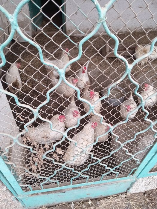 Белые куры несушки