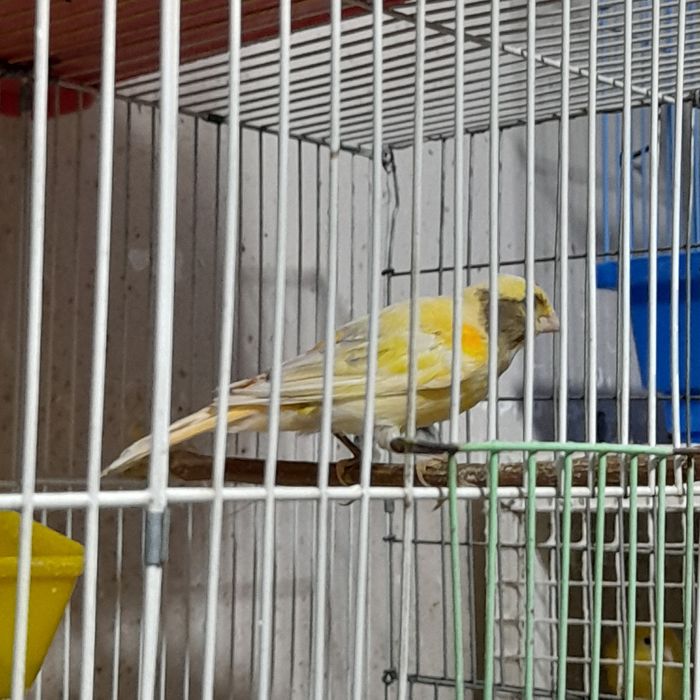 Нар канарейкалар сотилади.