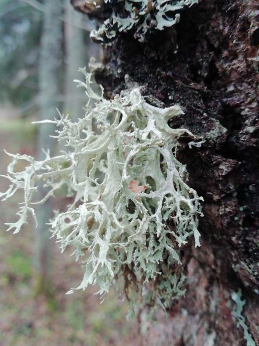 Lichen de prun Evernia prunastri/Lichen de piatra/Lichenul renilor