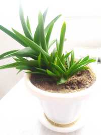 Алое/Aloe вера в саксия за декорация, декоративни растения