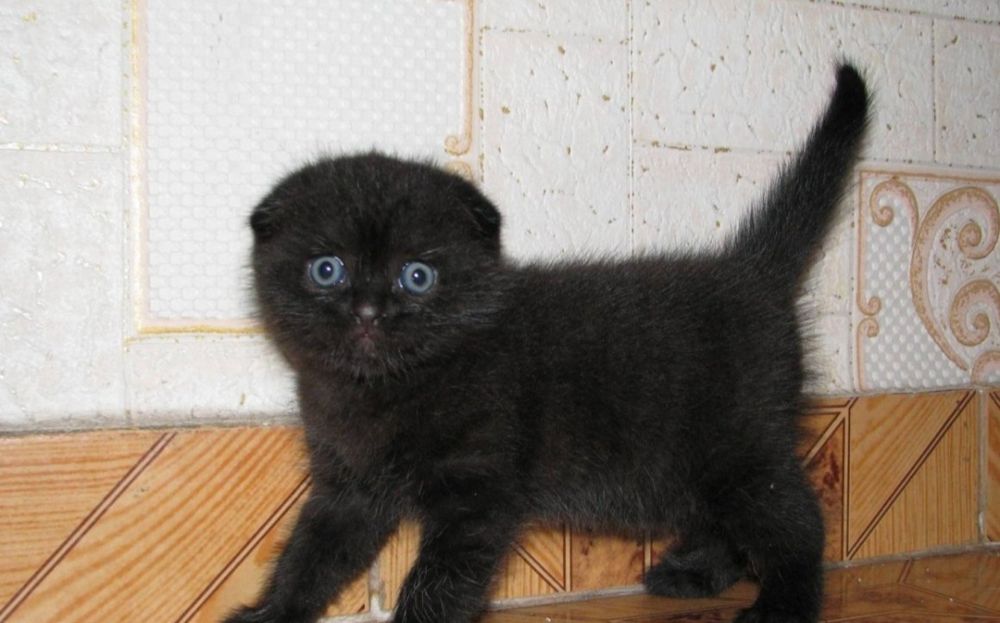 Скоттиш фолд малыш, 1,3 месячные
